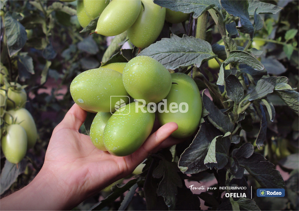 Semillas De Tomate Pera Ofelia F1 Ind.x1000sem Rodeosemillas