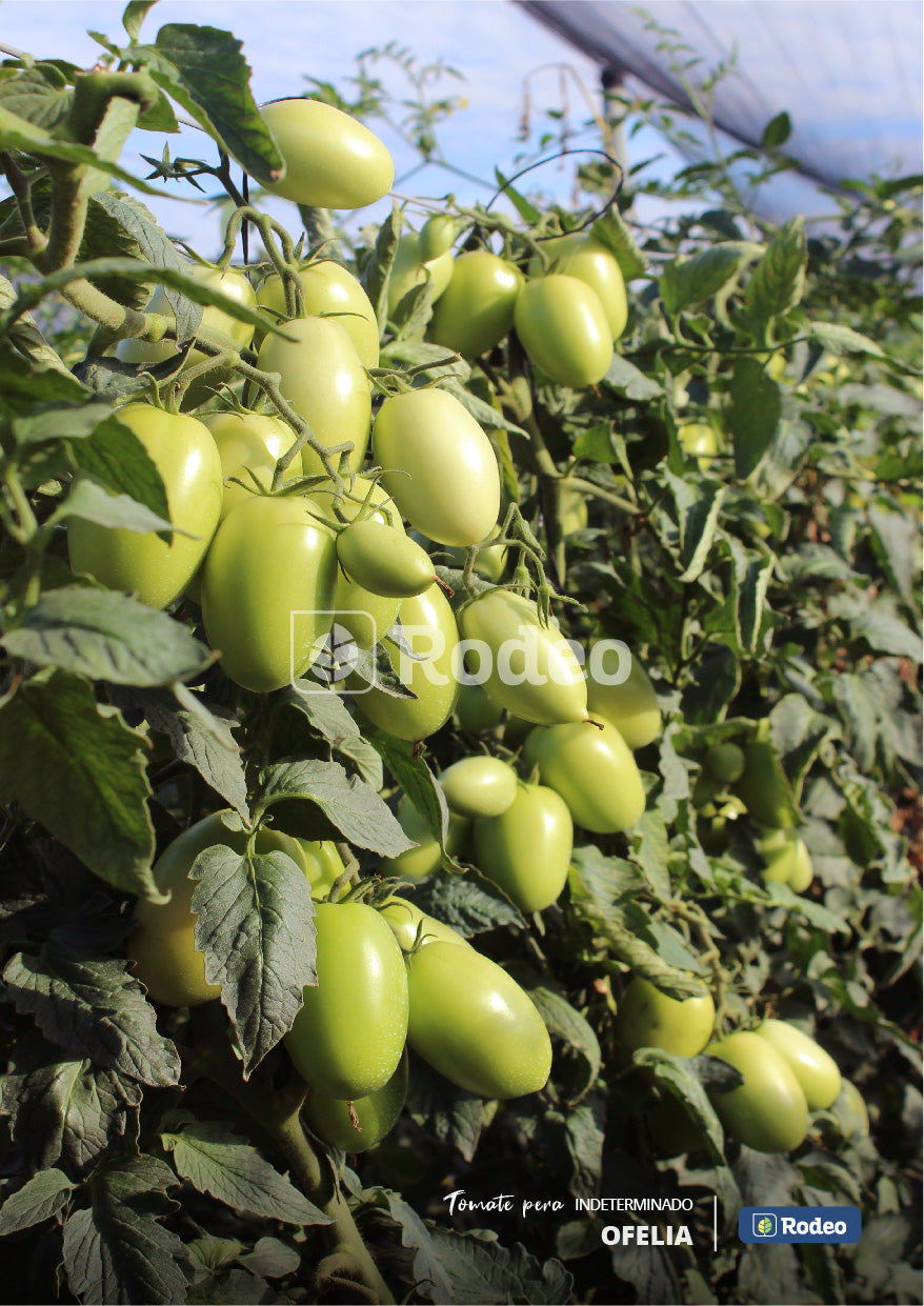 Semillas De Tomate Pera Ofelia F1 Ind.x1000sem Rodeosemillas