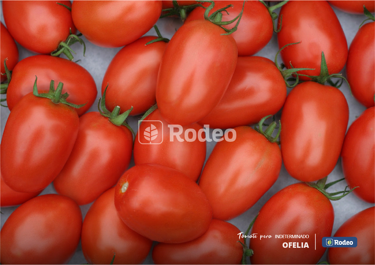 Semillas De Tomate Pera Ofelia F1 Ind.x1000sem Rodeosemillas