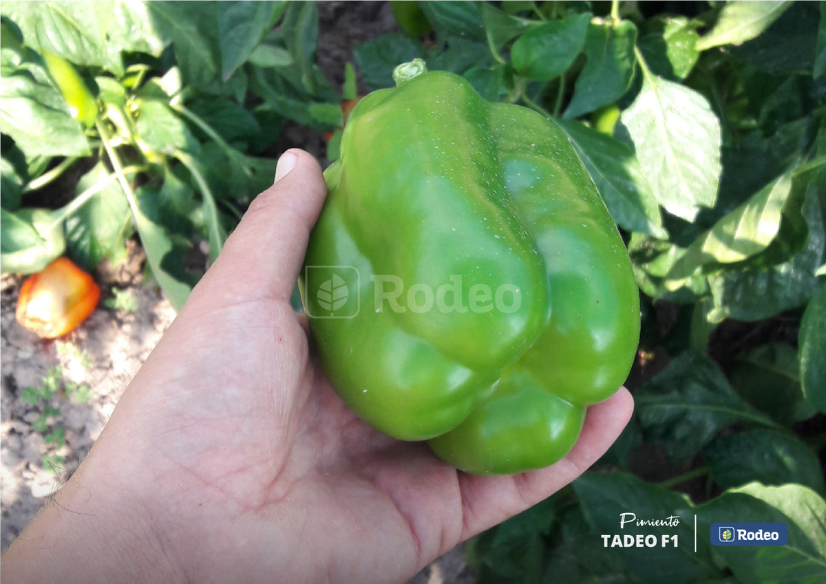 Semillas De Pimiento Lamuyo Tadeo F1 x 1000 sem. Rodeo Semillas