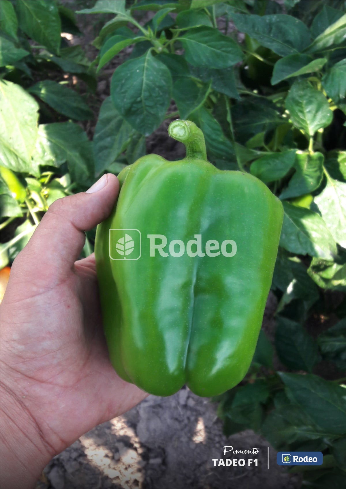 Semillas De Pimiento Lamuyo Tadeo F1 x 1000 sem. Rodeo Semillas