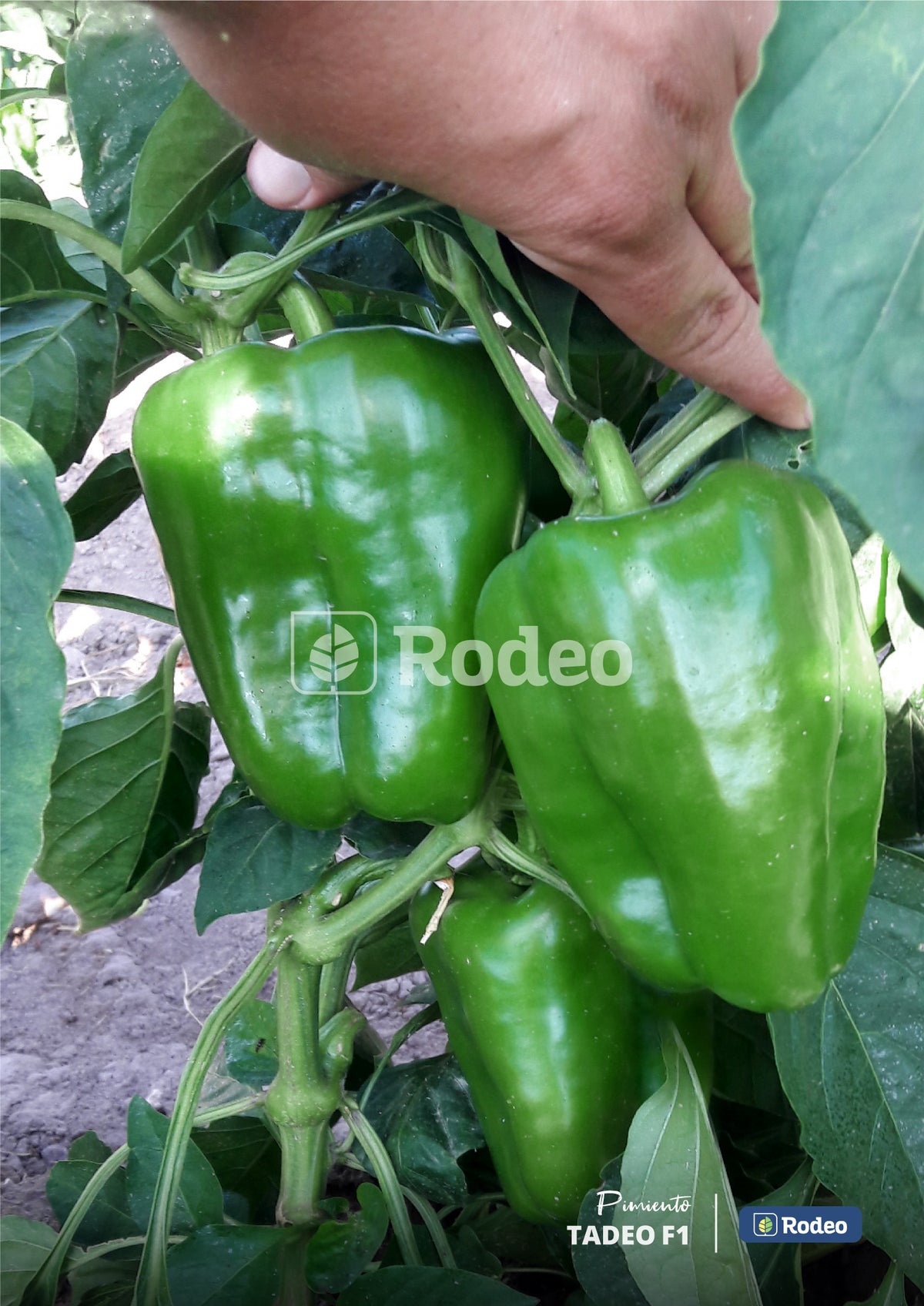 Semillas De Pimiento Lamuyo Tadeo F1 x 1000 sem. Rodeo Semillas