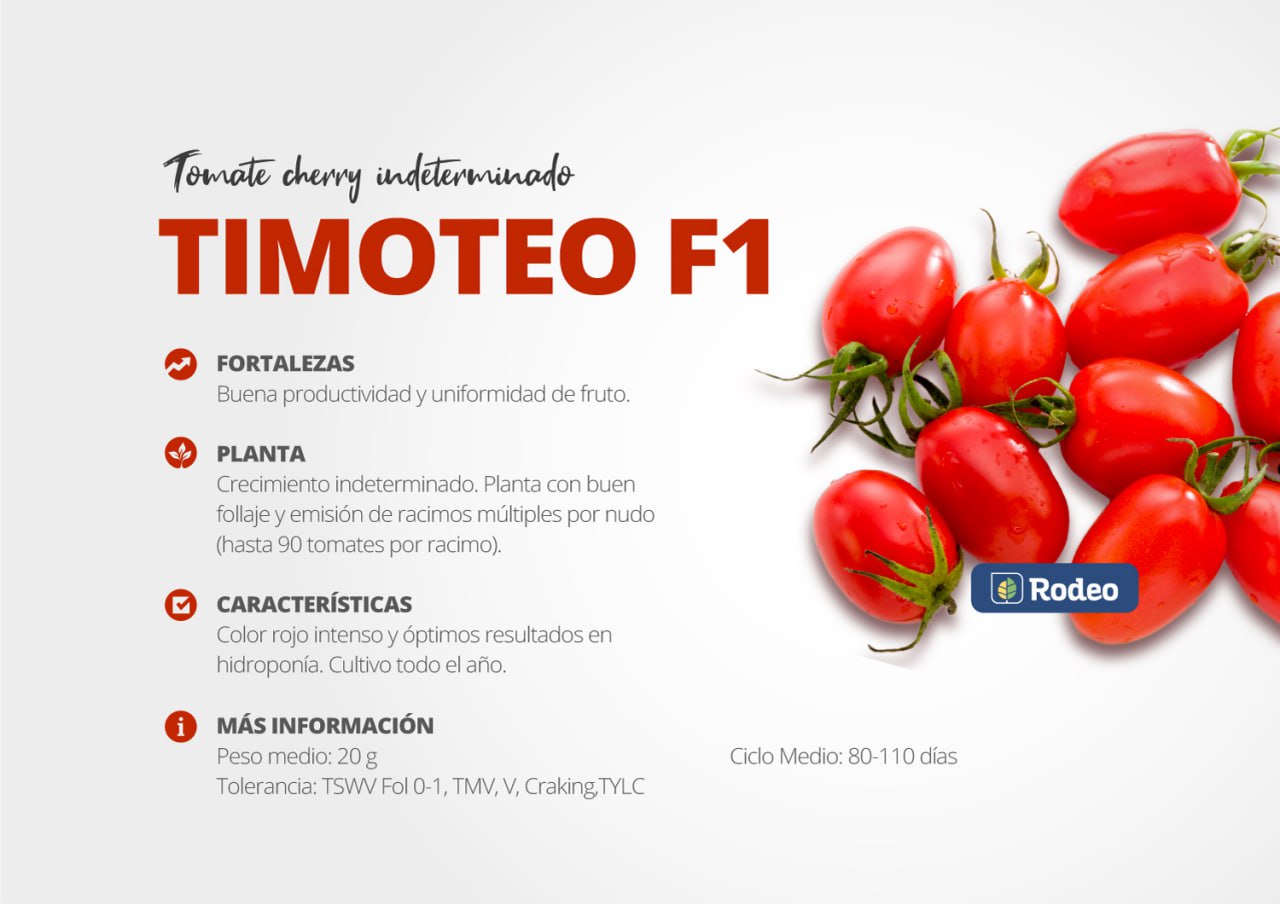 Semillas De Tomate Cherry Timoteo F1 Indet. x 1000 sem Rodeo Semillas