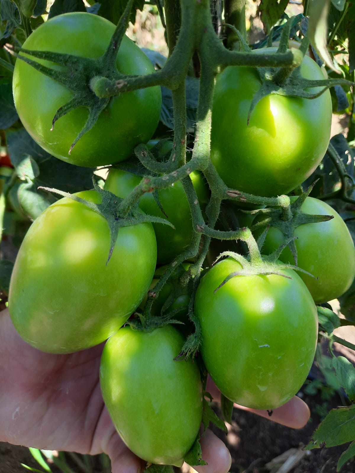Semillas De Tomate Pera Aurelio F1 Indet. x 1000 sem Rodeo Semillas
