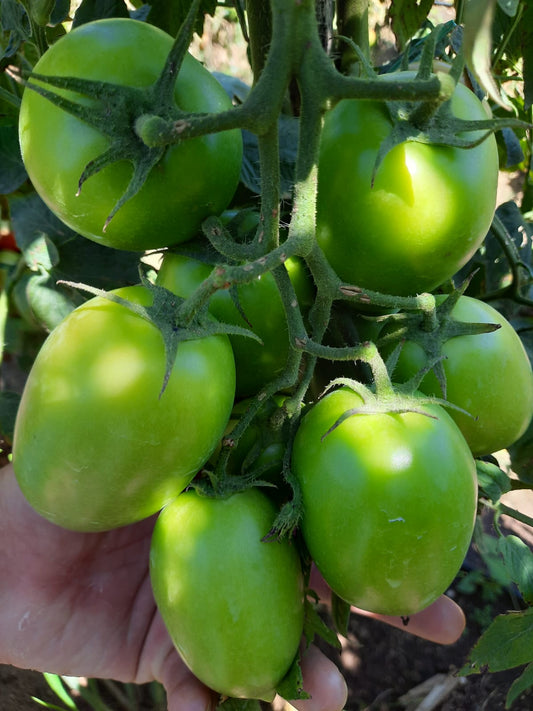 Semillas De Tomate Pera Aurelio F1 Indet. x 1000 sem Rodeo Semillas