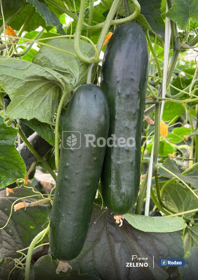 Semillas De Pepino Verde Zeleno F1 Indet. Rodeo Semillas