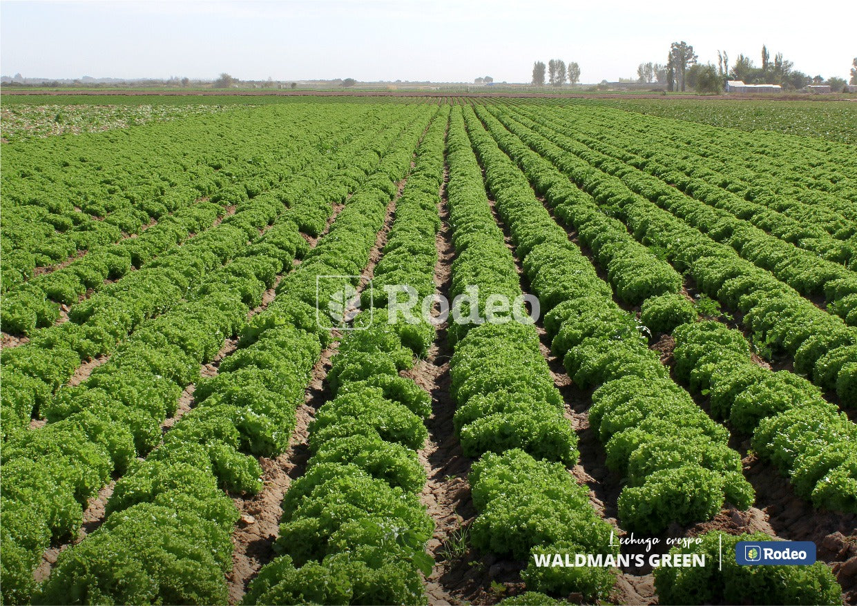 Semillas Lechuga Crespa Waldman S Green Rodeo Semillas X500g