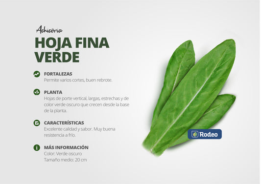 Semillas De Achicoria Hoja Fina Verde X 1 Kg Don Jorge