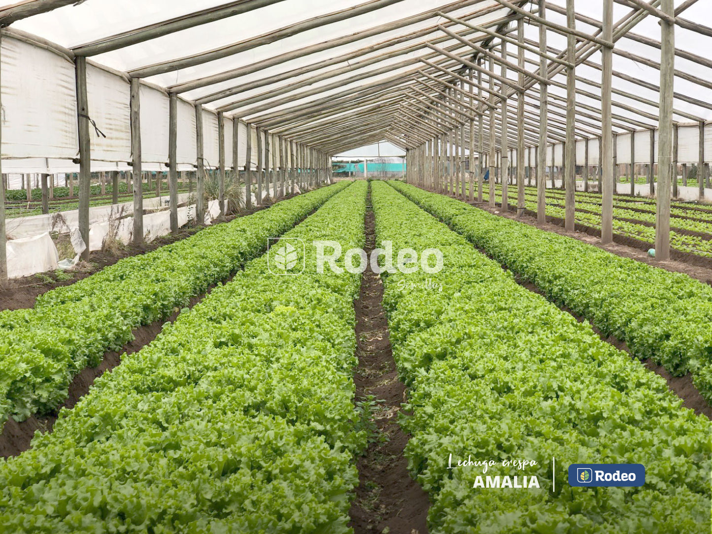 Lechuga crespa Amalia - Rodeo Semillas
