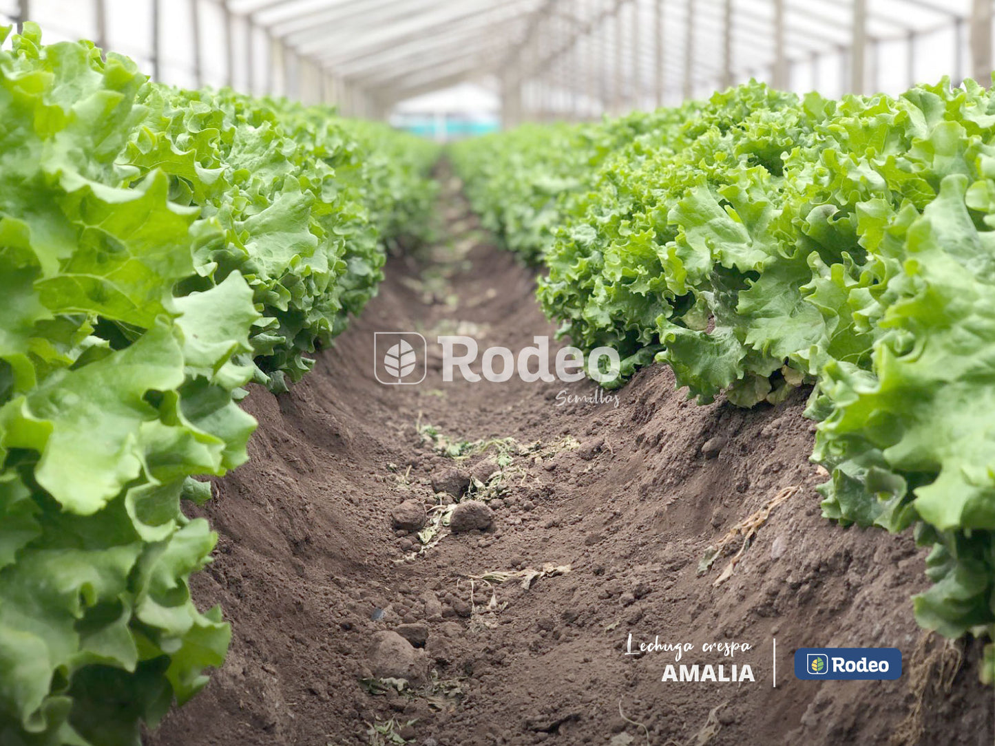 Semillas De Lechuga Crespa Amalia X 50g Rodeo Semillas