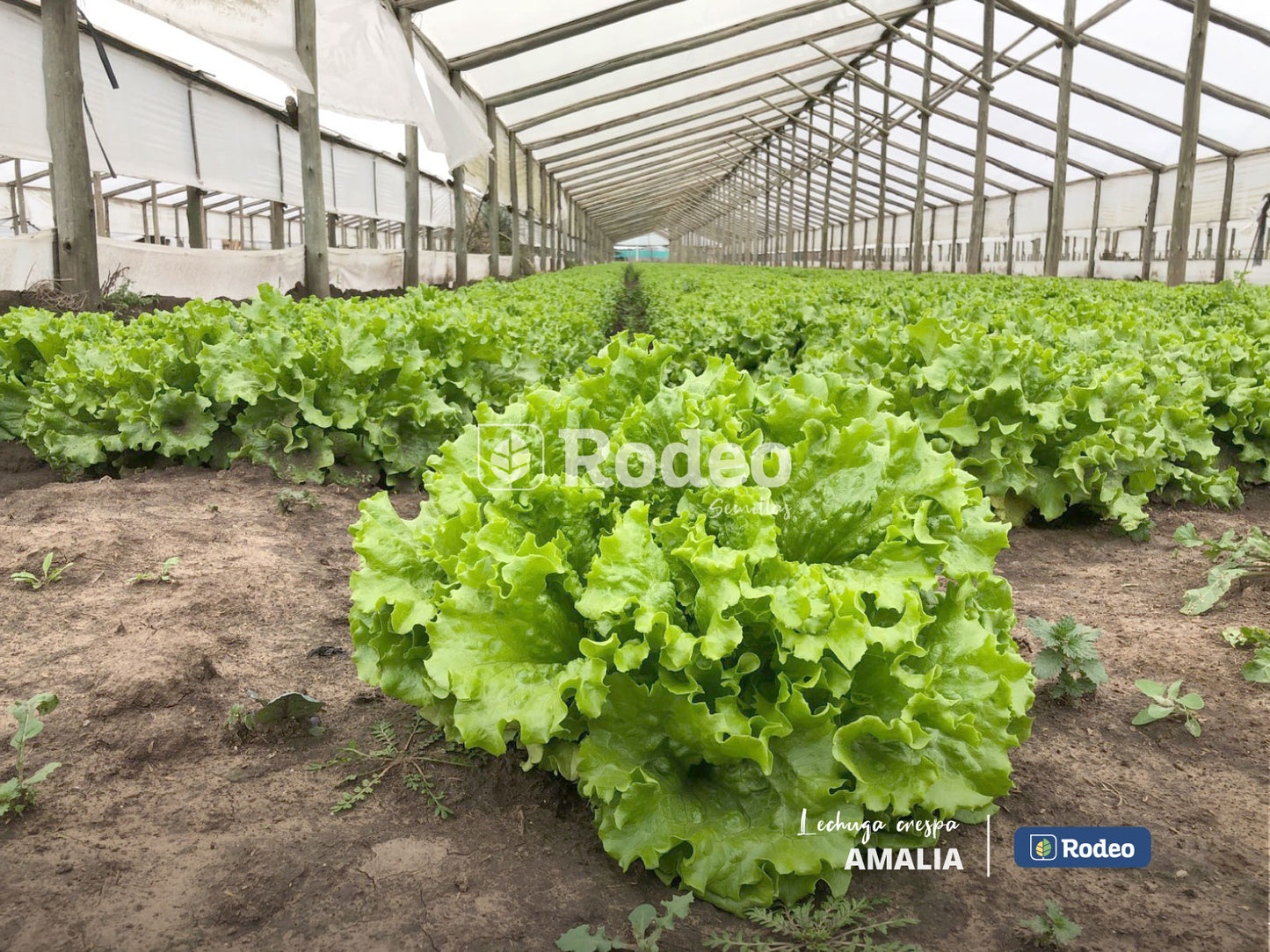 Semillas De Lechuga Crespa Amalia X 50g Rodeo Semillas