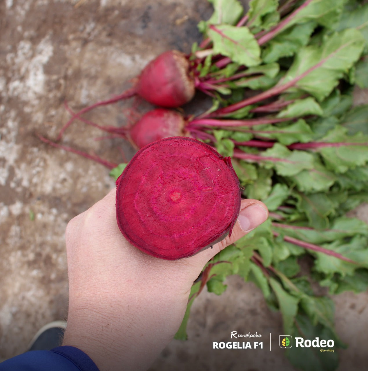 Semillas De Remolacha Rogelia F1(cajax30ux500g)rodeosemillas