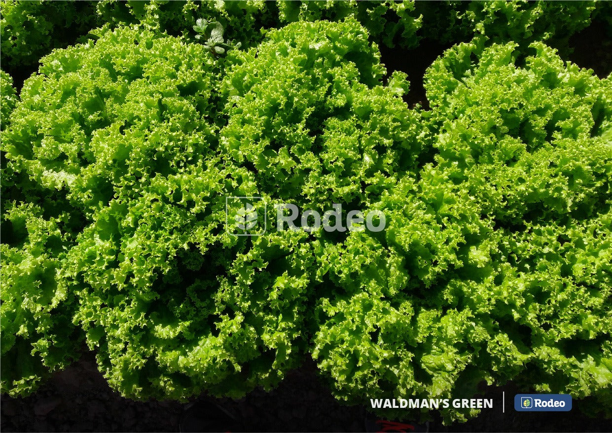 Semillas Lechuga Crespa Waldman S Green Rodeo Semillas X500g