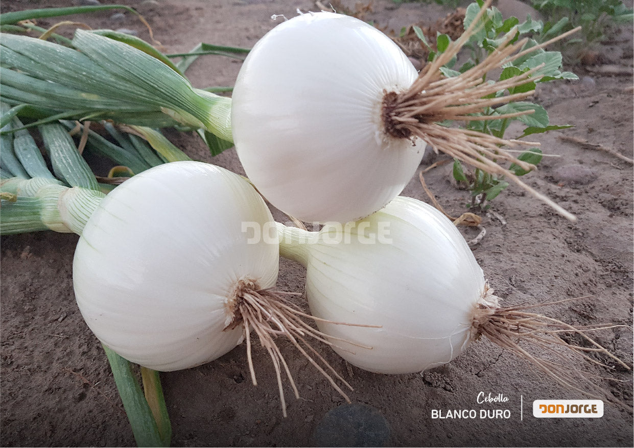 Semillas De Cebolla Blanco Duro Ciclo Largo Rodeo Semillas