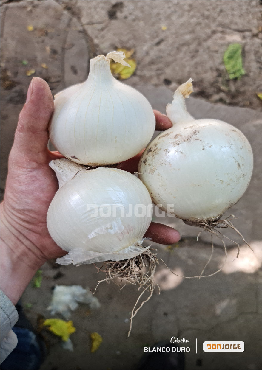 Semillas De Cebolla Blanco Duro Ciclo Largo Rodeo Semillas