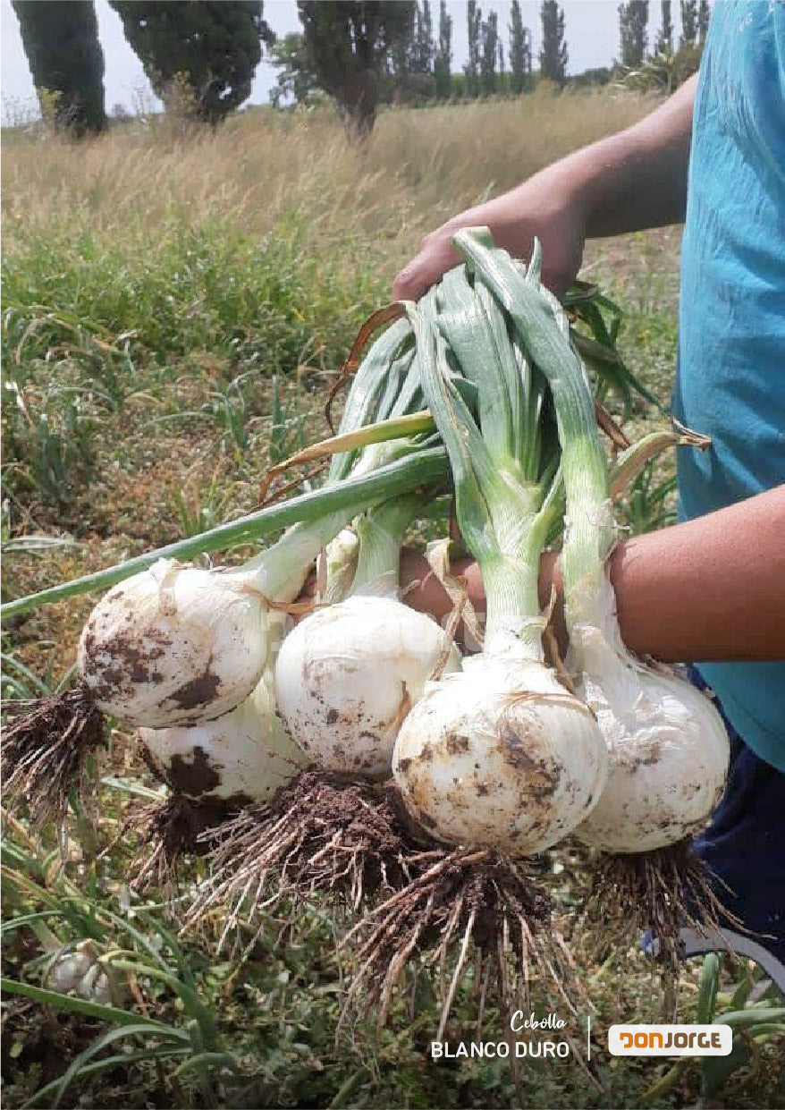Semillas De Cebolla Blanco Duro Ciclo Largo Rodeo Semillas