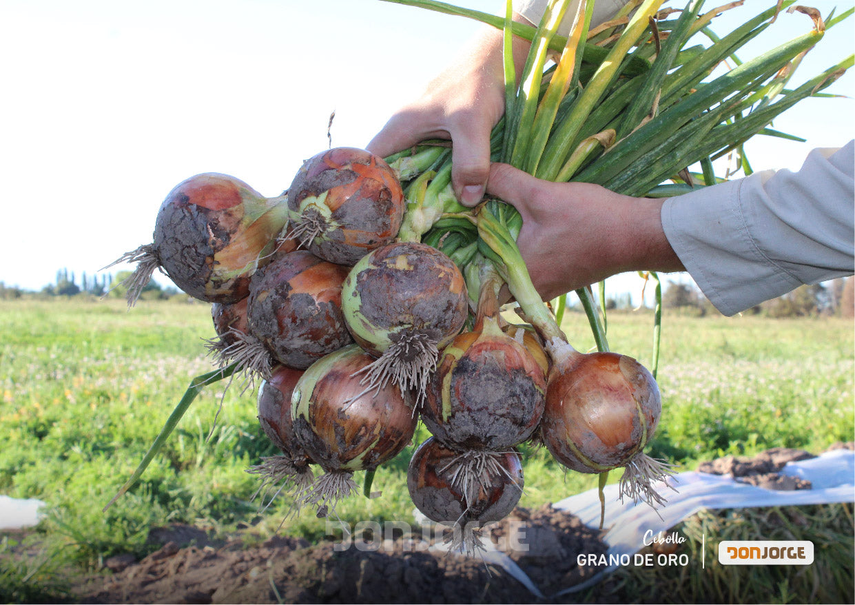 Semillas De Cebolla Grano De Oro x 6 Kg Don Jorge
