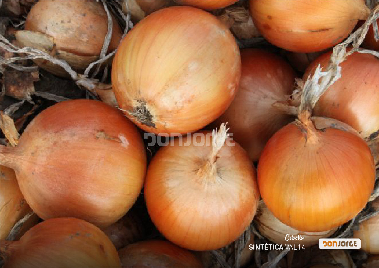 Semillas De Cebolla Sintética 14 X 6kg Don Jorge