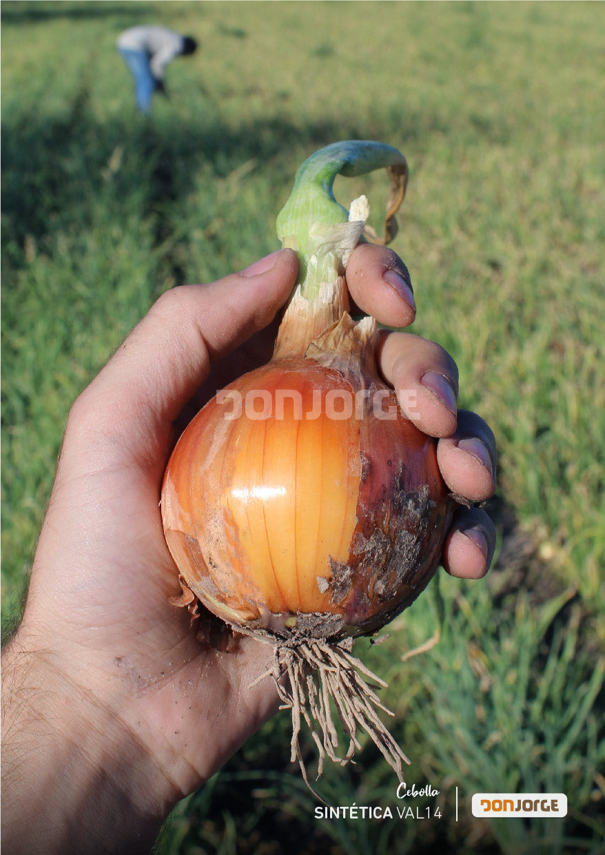 Semillas De Cebolla Sintética 14 X 6kg Don Jorge