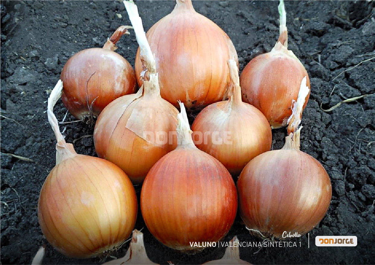 Semillas De Cebolla Valuno X 6kg (cal 2.5) Don Jorge
