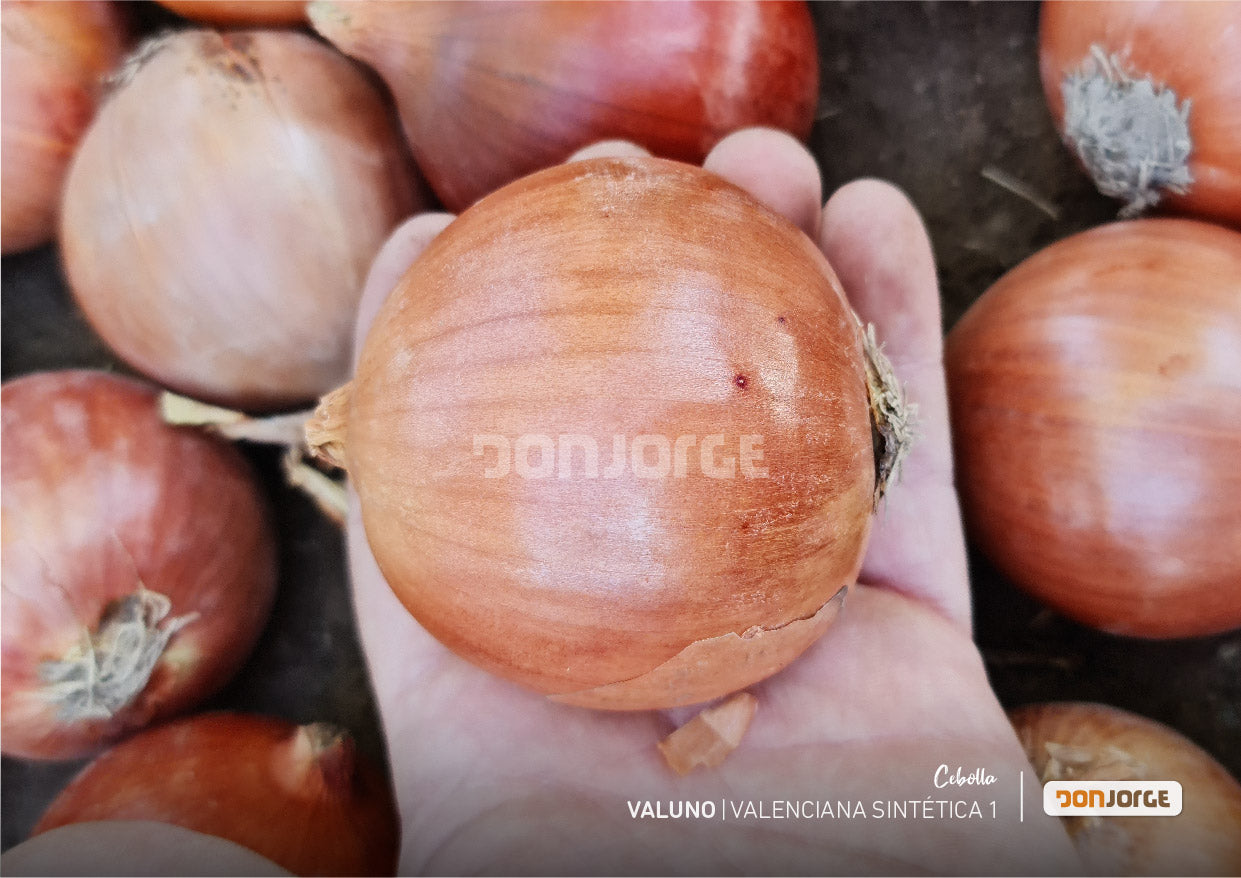 Semillas De Cebolla Valuno X 6kg (cal 2.5) Don Jorge