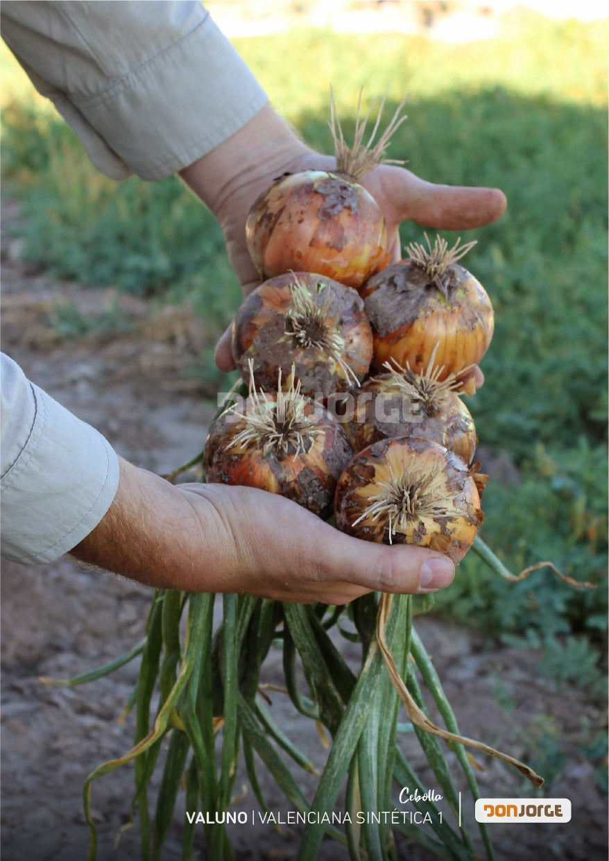 Semillas De Cebolla Sintética 1 X 6kg (valuno) Don Jorge