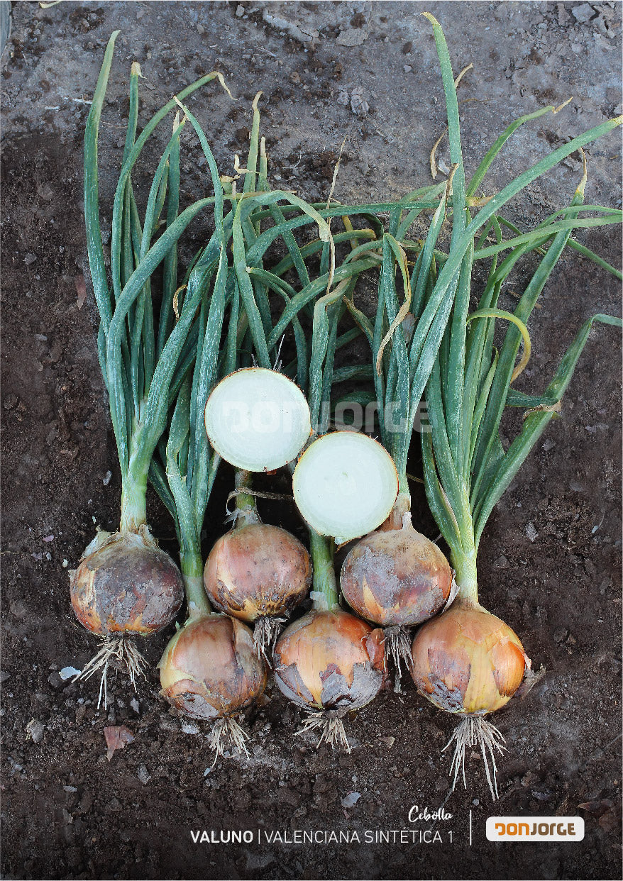 Semillas De Cebolla Valuno X 6kg (cal 2.5) Don Jorge