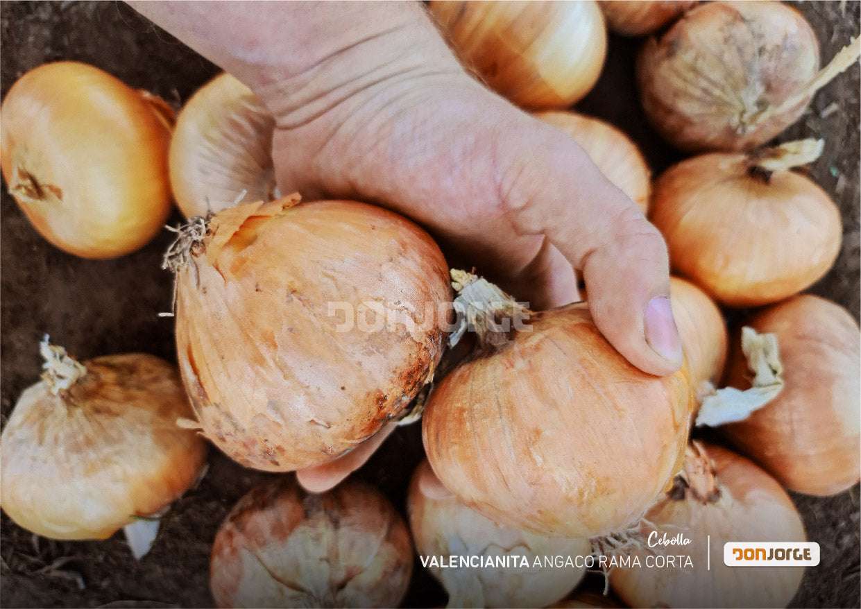 Semillas De Cebolla Angaco Ciclo Corto X 1 Kg Don Jorge