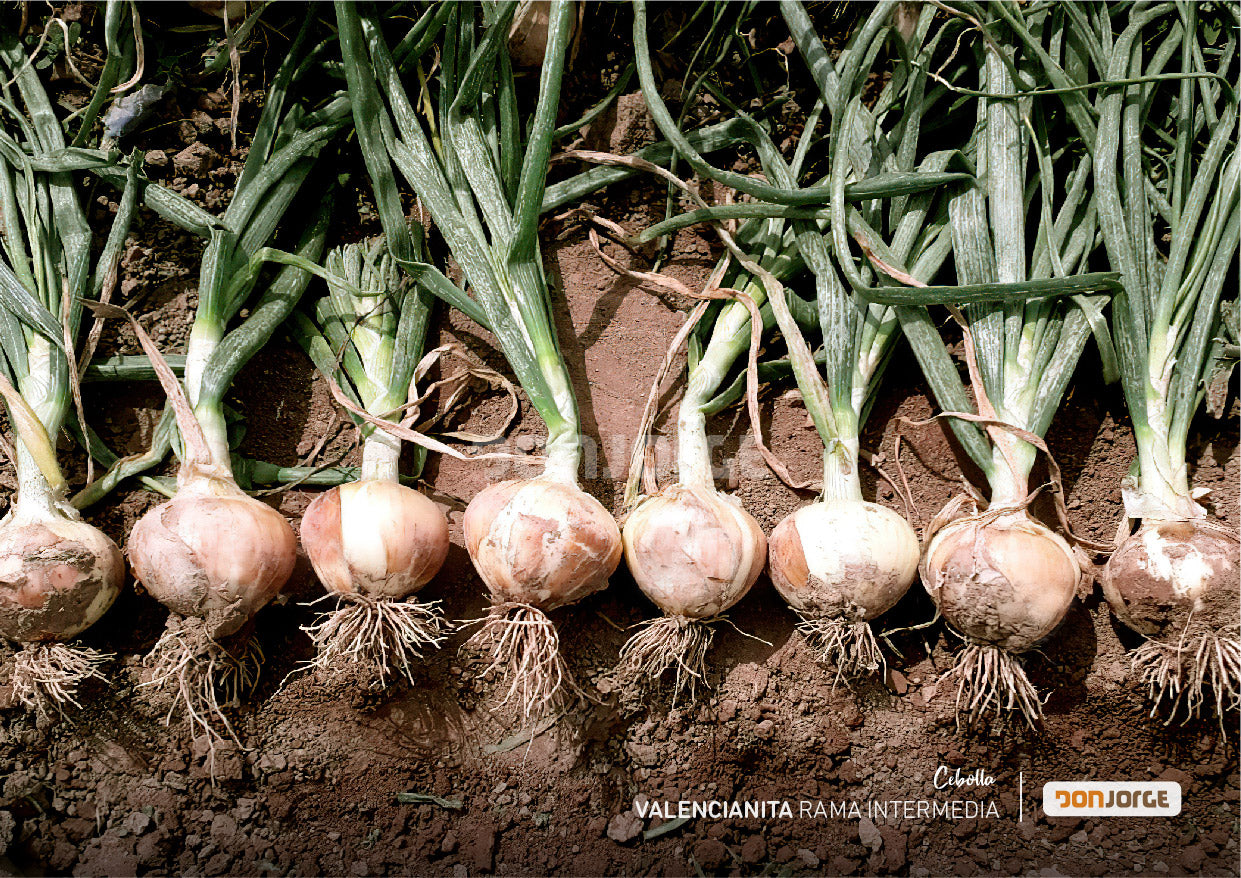 Semillas De Cebolla Rama Intermedia X 6kg Don Jorge