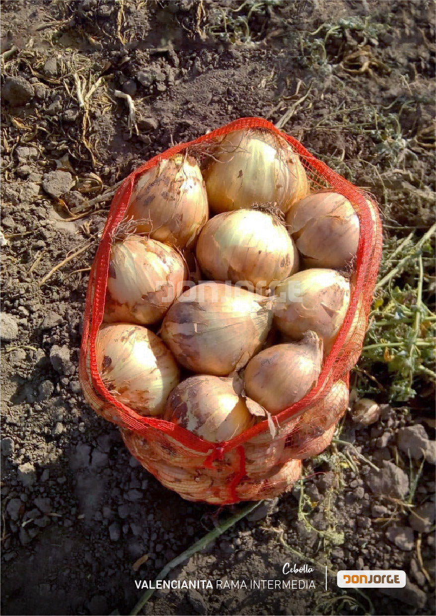 Semillas De Cebolla Rama Intermedia X 6kg Don Jorge