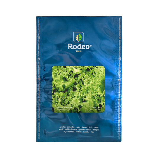 Lechuga crespa Adeline - Rodeo Semillas (paquete)