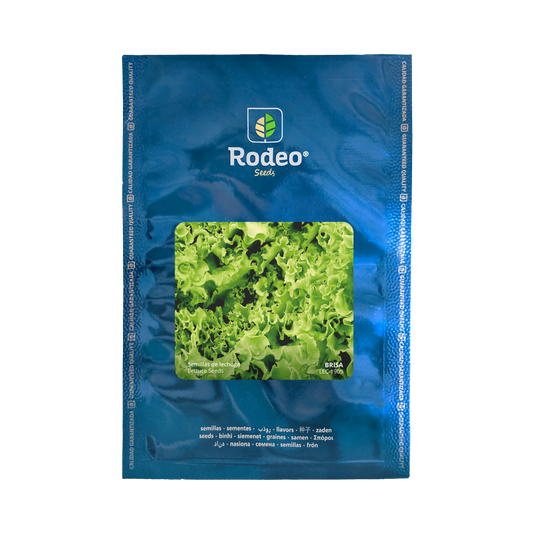 Lechuga crespa Brisa - Rodeo Semillas (paquete)