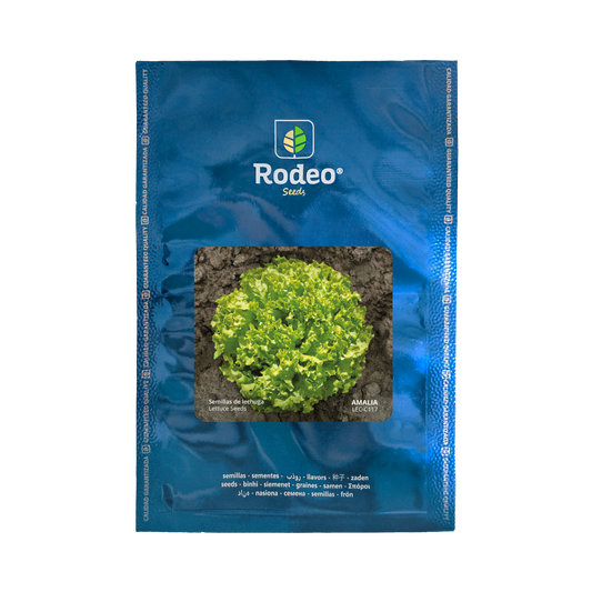 Lechuga crespa Amalia - Rodeo Semillas (paquete)
