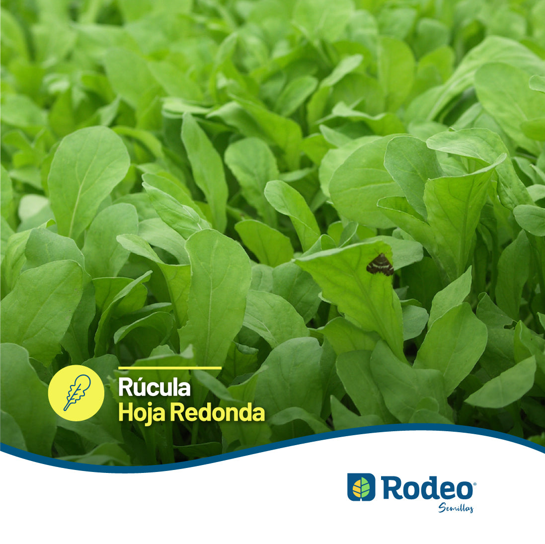 Rúcula Hoja Redonda - Rodeo Semillas (paquete)