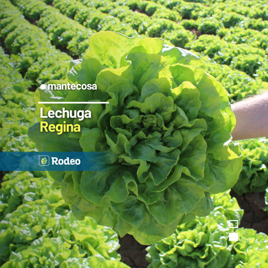 Lechuga Mantecosa Regina x50g - Rodeo Semillas (paquete)
