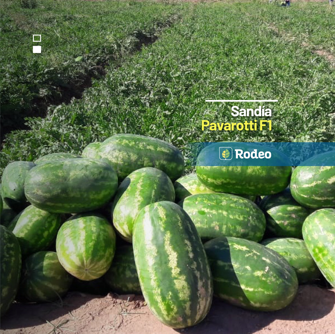 Sandía Pavarotti F1 - Rodeo Semillas (paquete)