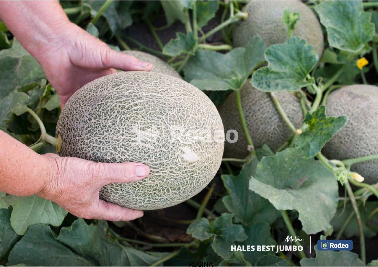 Semillas De Melón Hales Best Jumbo (escrito) X 1 Lb Rodeo Semillas
