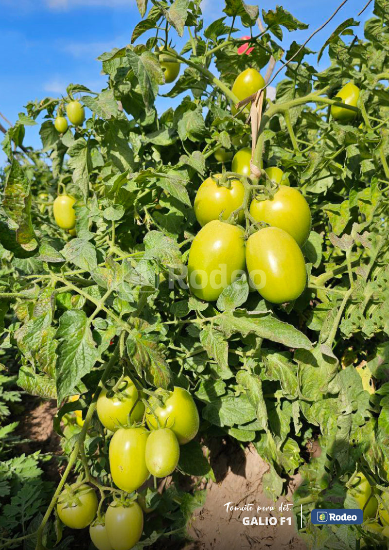 Semillas De Tomate Pera Galio F1 Det.x1000sem Rodeo Semillas