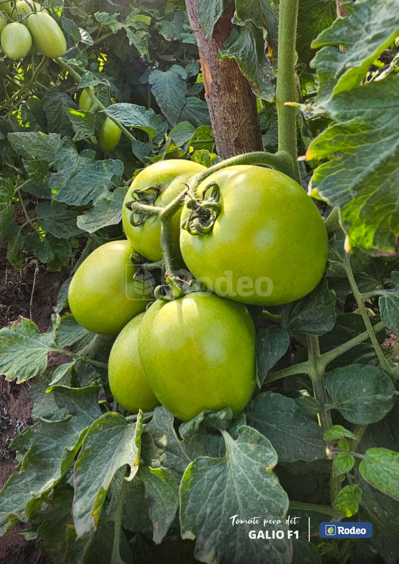 Semillas De Tomate Pera Galio F1 Det.x1000sem Rodeo Semillas
