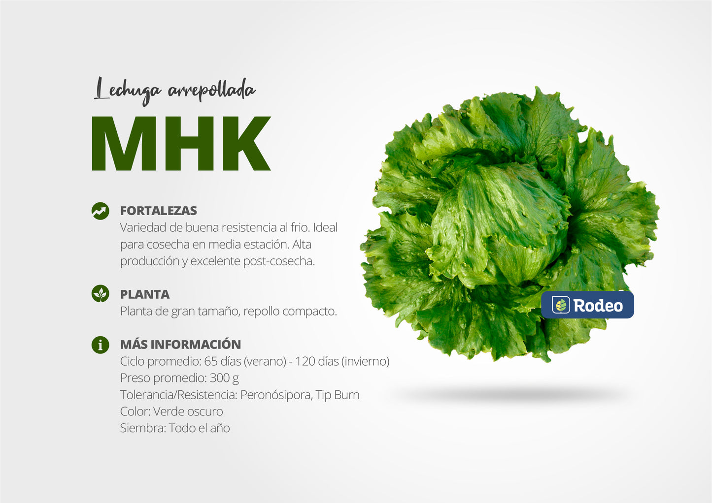 Semillas De Lechuga Capuchina Mhk X 100g Rodeo Semillas