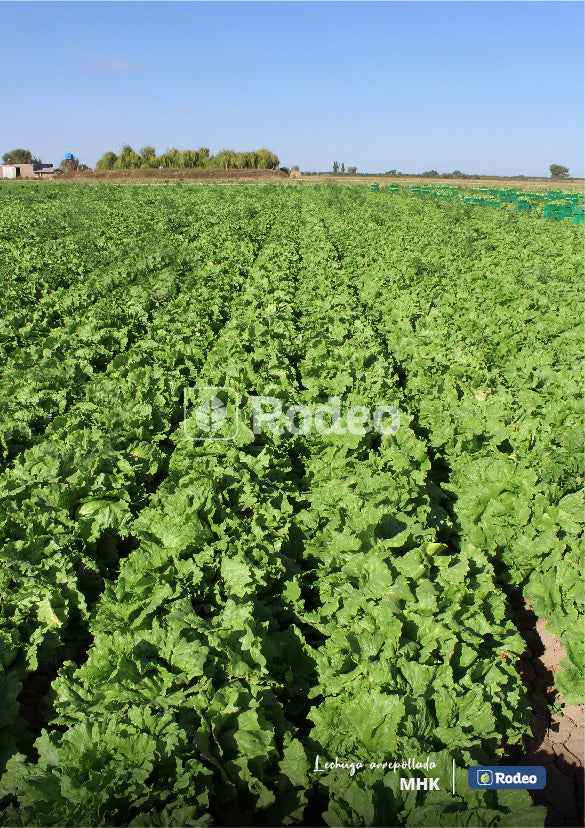 Semillas De Lechuga Capuchina Mhk X 100g Rodeo Semillas