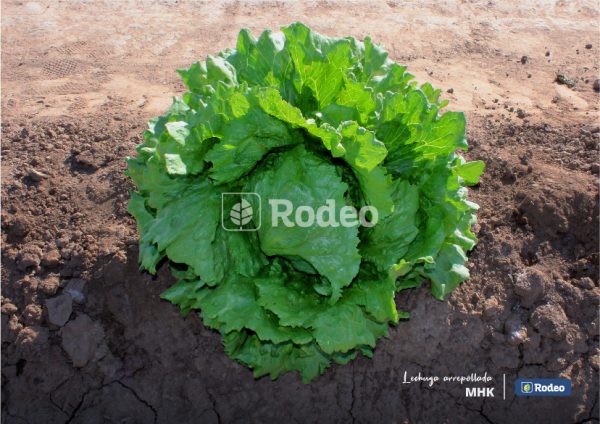 Semillas De Lechuga Capuchina Mhk X 100g Rodeo Semillas