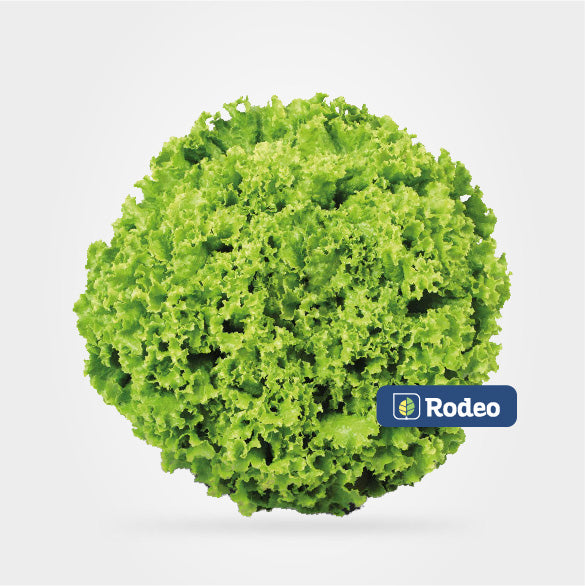 Lechuga crespa Adeline - Rodeo Semillas