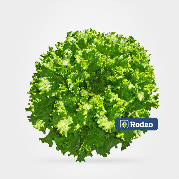 Lechuga crespa Brisa - Rodeo Semillas