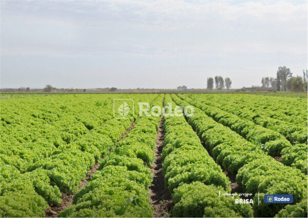 Semillas De Lechuga Crespa Verde Brisa X 100g Rodeo Semillas