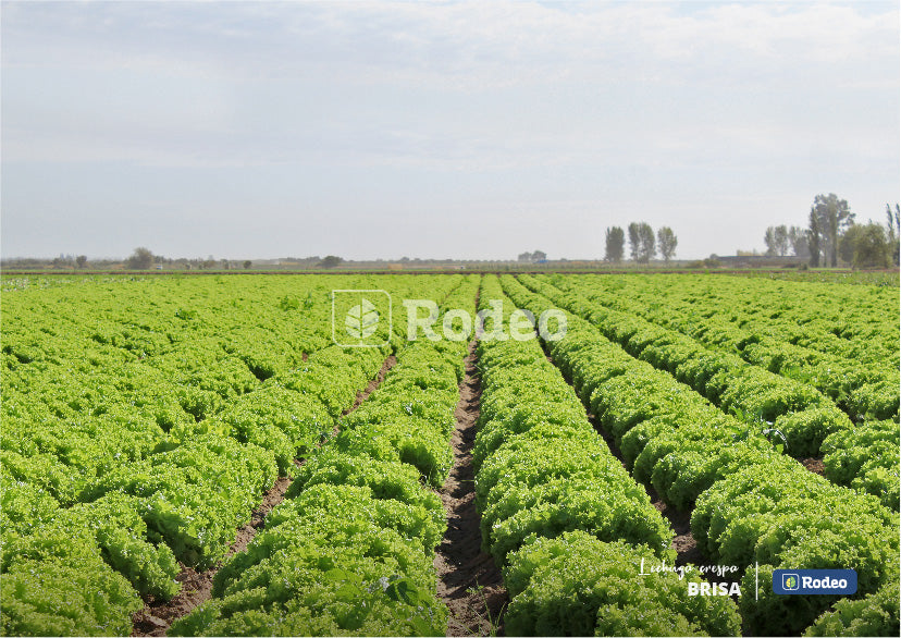 Lechuga crespa Brisa - Rodeo Semillas