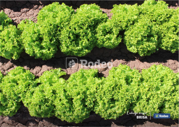 Semillas De Lechuga Crespa Verde Brisa X 100g Rodeo Semillas
