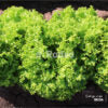 Semillas De Lechuga Crespa Verde Brisa X 100g Rodeo Semillas