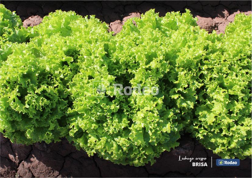 Semillas De Lechuga Crespa Verde Brisa X 500g Rodeo Semillas