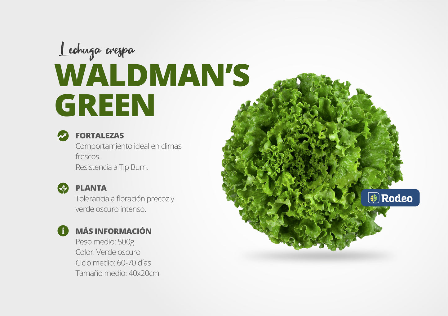 Semillas De Lechuga Crespa Waldman´s  x 100 g Rodeo Semillas